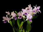 Cattleya unknown