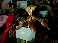 2003_new_otani_pics_23_paph_tigrinum.jpg