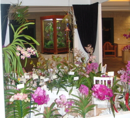 Click to see a large version of OSSC's display at the 2007 Southland Orchid Show