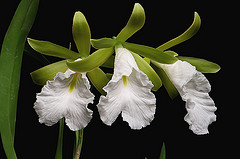 Click to see larger image of Encyclia mariae.